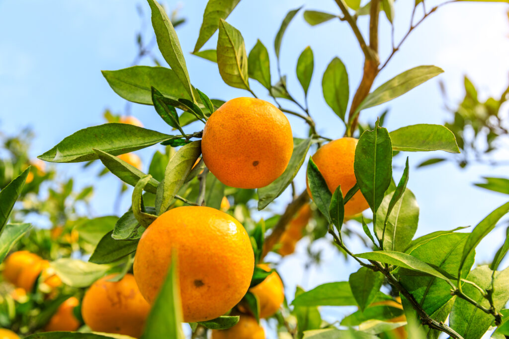 image of oranges