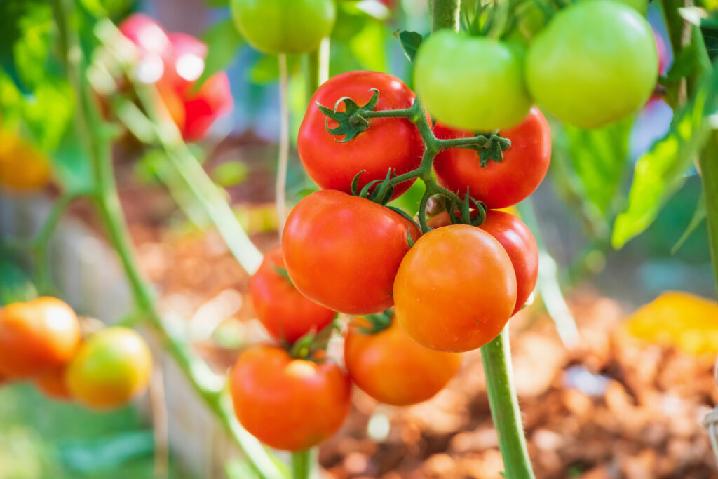 image of tomatoes